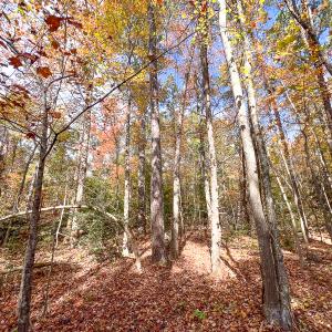 Photo #34 of Off Sarah Street , Bowling Green, VA 4.9 acres