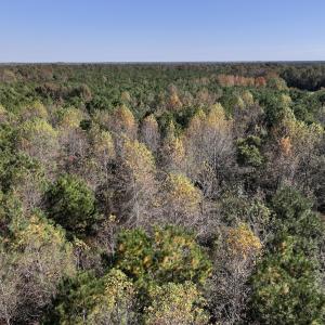 Photo #12 of SOLD property in Off Veaches Mill Road, Warsaw, NC 16.7 acres