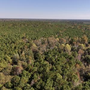 Photo #13 of SOLD property in Off Veaches Mill Road, Warsaw, NC 16.7 acres