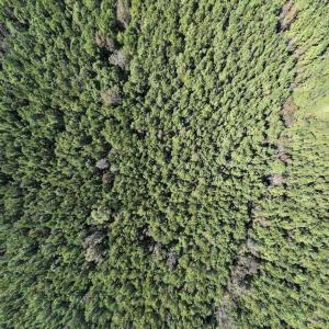 Photo #14 of SOLD property in Off Veaches Mill Road, Warsaw, NC 16.7 acres