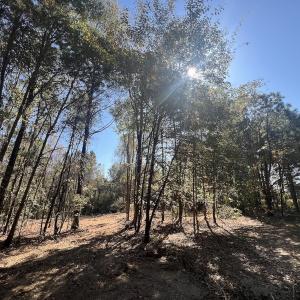 Photo #17 of SOLD property in Off Veaches Mill Road, Warsaw, NC 16.7 acres
