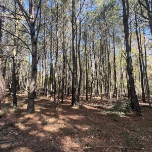 Photo #26 of SOLD property in Off Veaches Mill Road, Warsaw, NC 16.7 acres