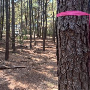 Photo #27 of SOLD property in Off Veaches Mill Road, Warsaw, NC 16.7 acres