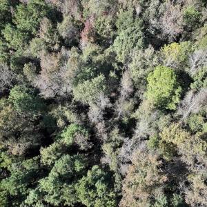 Photo #30 of SOLD property in Off Veaches Mill Road, Warsaw, NC 16.7 acres