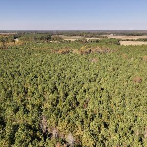 Photo #9 of SOLD property in Off Veaches Mill Road, Warsaw, NC 16.7 acres