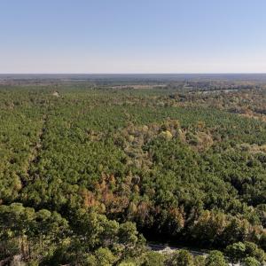 Photo #17 of SOLD property in Off Veaches Mill Road, Warsaw, NC 19.0 acres