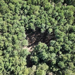 Photo #23 of SOLD property in Off Veaches Mill Road, Warsaw, NC 19.0 acres