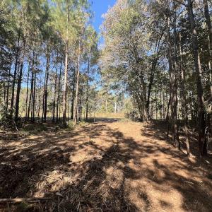 Photo #6 of SOLD property in Off Veaches Mill Road, Warsaw, NC 19.0 acres