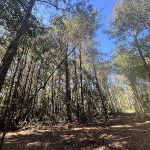 Photo #8 of SOLD property in Off Veaches Mill Road, Warsaw, NC 19.0 acres