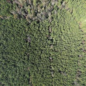 Photo #12 of SOLD property in Off Veaches Mill Road, Warsaw, NC 19.0 acres
