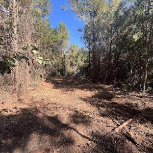 Photo #13 of SOLD property in Off Veaches Mill Road, Warsaw, NC 19.0 acres