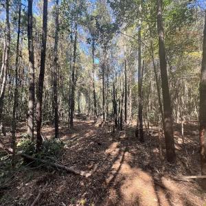 Photo #16 of SOLD property in Off Veaches Mill Road, Warsaw, NC 19.0 acres