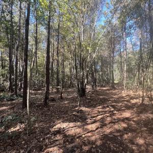 Photo #17 of SOLD property in Off Veaches Mill Road, Warsaw, NC 19.0 acres