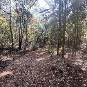 Photo #18 of SOLD property in Off Veaches Mill Road, Warsaw, NC 19.0 acres