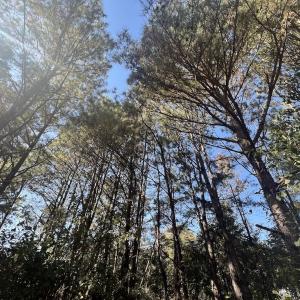 Photo #20 of SOLD property in Off Veaches Mill Road, Warsaw, NC 19.0 acres