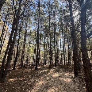 Photo #21 of SOLD property in Off Veaches Mill Road, Warsaw, NC 19.0 acres