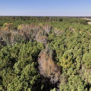 Photo #4 of SOLD property in Off Veaches Mill Road, Warsaw, NC 19.0 acres