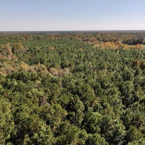 Photo #6 of SOLD property in Off Veaches Mill Road, Warsaw, NC 19.0 acres