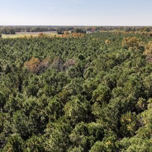 Photo #7 of SOLD property in Off Veaches Mill Road, Warsaw, NC 19.0 acres