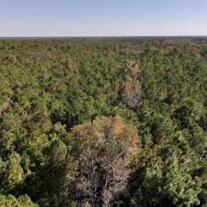 Photo #10 of SOLD property in Off Veaches Mill Road, Warsaw, NC 19.0 acres
