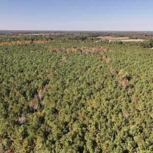 Photo #11 of SOLD property in Off Veaches Mill Road, Warsaw, NC 19.0 acres