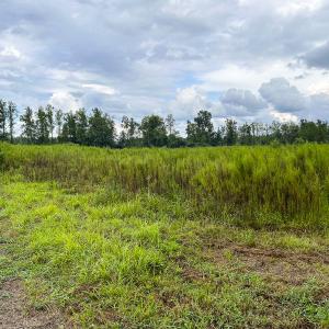 Photo #6 of SOLD property in 1804 OFF E/S, Old Chinquapin Road, Beulaville, NC 28.4 acres