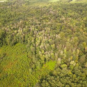 Photo #9 of SOLD property in 1804 OFF E/S, Old Chinquapin Road, Beulaville, NC 28.4 acres