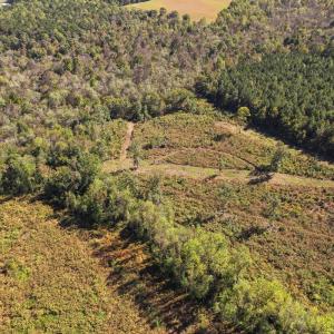 Photo #10 of SOLD property in 1804 OFF E/S, Old Chinquapin Road, Beulaville, NC 28.4 acres