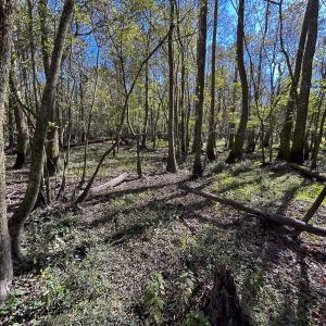 Photo #11 of SOLD property in 1804 OFF E/S, Old Chinquapin Road, Beulaville, NC 28.4 acres