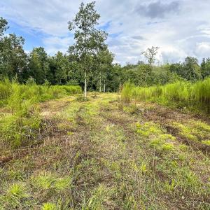 Photo #14 of SOLD property in 1804 OFF E/S, Old Chinquapin Road, Beulaville, NC 28.4 acres