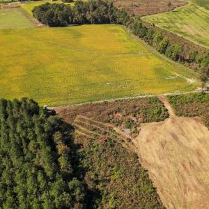 Photo #17 of SOLD property in 1804 OFF E/S, Old Chinquapin Road, Beulaville, NC 28.4 acres