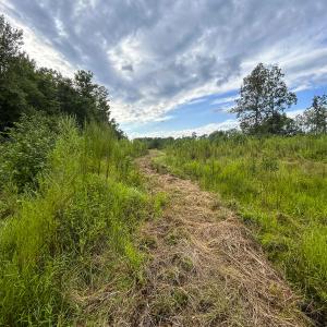 Photo #18 of SOLD property in 1804 OFF E/S, Old Chinquapin Road, Beulaville, NC 28.4 acres