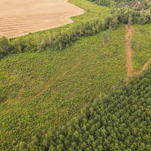 Photo #20 of SOLD property in 1804 OFF E/S, Old Chinquapin Road, Beulaville, NC 28.4 acres