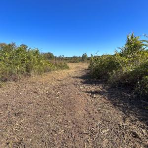 Photo #21 of SOLD property in 1804 OFF E/S, Old Chinquapin Road, Beulaville, NC 28.4 acres