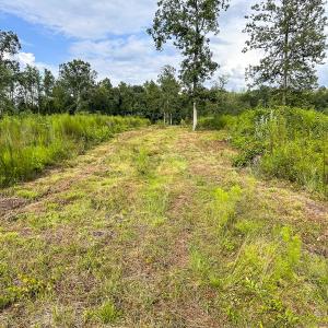 Photo #23 of SOLD property in 1804 OFF E/S, Old Chinquapin Road, Beulaville, NC 28.4 acres