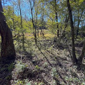 Photo #27 of SOLD property in 1804 OFF E/S, Old Chinquapin Road, Beulaville, NC 28.4 acres
