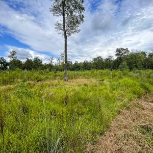 Photo #30 of SOLD property in 1804 OFF E/S, Old Chinquapin Road, Beulaville, NC 28.4 acres