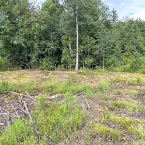 Photo #33 of SOLD property in 1804 OFF E/S, Old Chinquapin Road, Beulaville, NC 28.4 acres