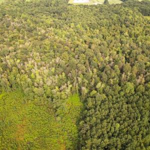 Photo #34 of SOLD property in 1804 OFF E/S, Old Chinquapin Road, Beulaville, NC 28.4 acres