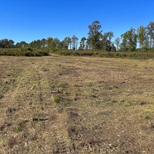 Photo #42 of SOLD property in 1804 OFF E/S, Old Chinquapin Road, Beulaville, NC 28.4 acres