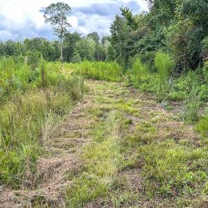 Photo #44 of SOLD property in 1804 OFF E/S, Old Chinquapin Road, Beulaville, NC 28.4 acres