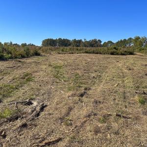 Photo #48 of SOLD property in 1804 OFF E/S, Old Chinquapin Road, Beulaville, NC 28.4 acres