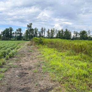 Photo #51 of SOLD property in 1804 OFF E/S, Old Chinquapin Road, Beulaville, NC 28.4 acres