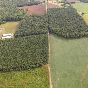 Photo #53 of SOLD property in 1804 OFF E/S, Old Chinquapin Road, Beulaville, NC 28.4 acres