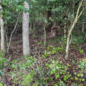 Photo #55 of SOLD property in 1804 OFF E/S, Old Chinquapin Road, Beulaville, NC 28.4 acres