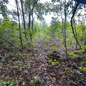 Photo #56 of SOLD property in 1804 OFF E/S, Old Chinquapin Road, Beulaville, NC 28.4 acres