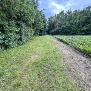 Photo #57 of SOLD property in 1804 OFF E/S, Old Chinquapin Road, Beulaville, NC 28.4 acres