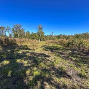 Photo #61 of SOLD property in 1804 OFF E/S, Old Chinquapin Road, Beulaville, NC 28.4 acres