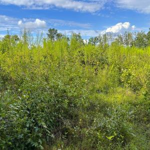 Photo #62 of SOLD property in 1804 OFF E/S, Old Chinquapin Road, Beulaville, NC 28.4 acres