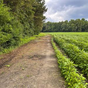 Photo #64 of SOLD property in 1804 OFF E/S, Old Chinquapin Road, Beulaville, NC 28.4 acres